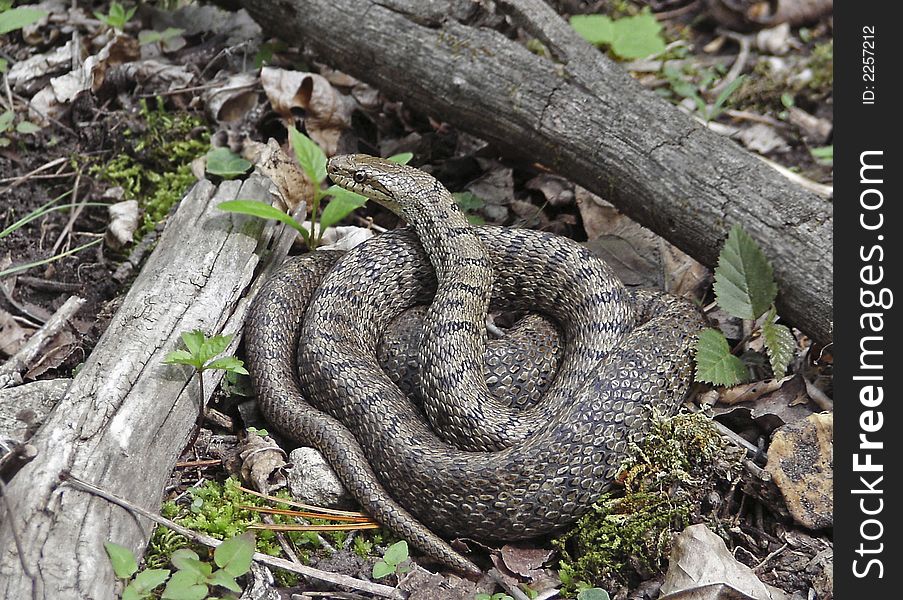Dione Snake (Elaphe dione) coiled itself into a ball.  Russian southern Far East, Primorsky Region.