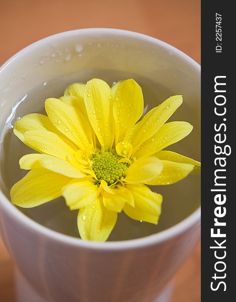 Yellow flower floating on water in cup