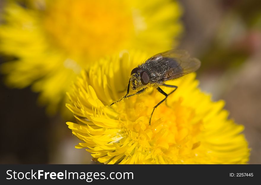 Fly with pollen on a spring flower