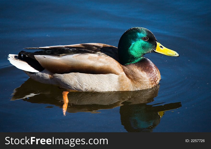 Bright duck in blue water