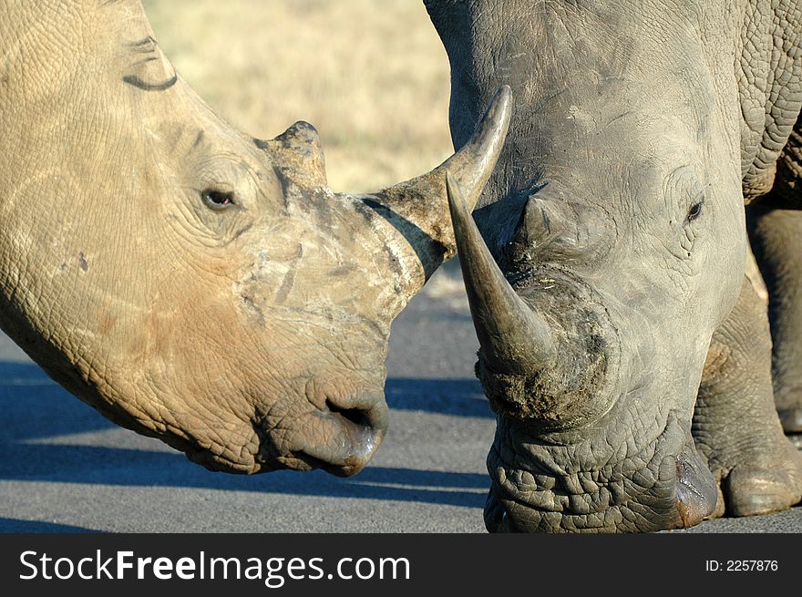Two rhinos close to each other.  Photographed in South Africa. Two rhinos close to each other.  Photographed in South Africa.