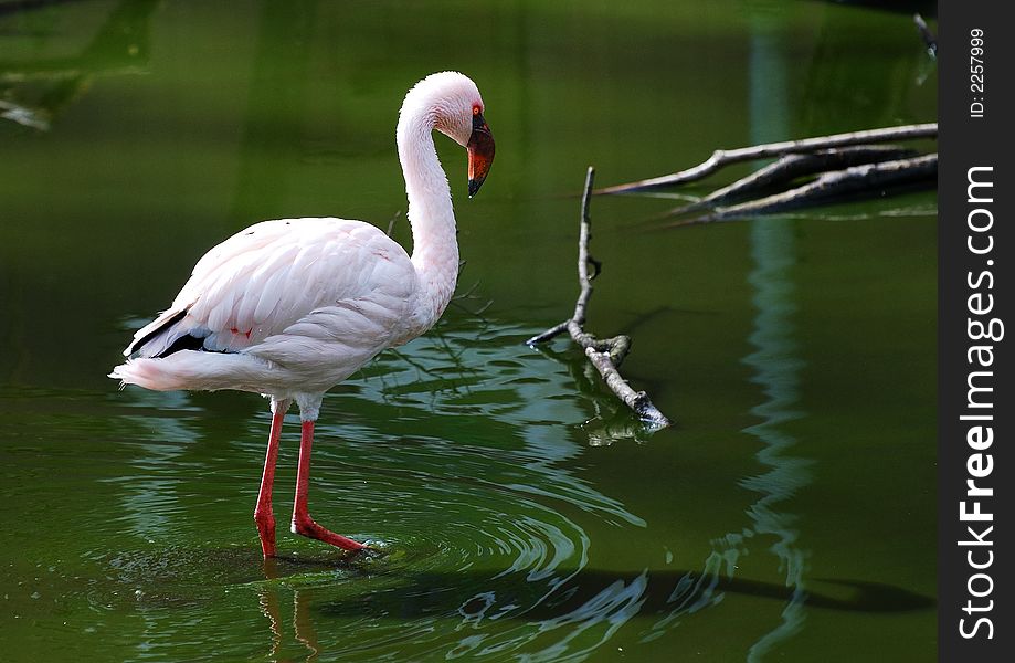 A flamingo standing in the water. A flamingo standing in the water