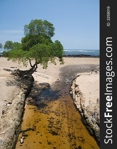 A single tree is perched precariously over a stream. A single tree is perched precariously over a stream