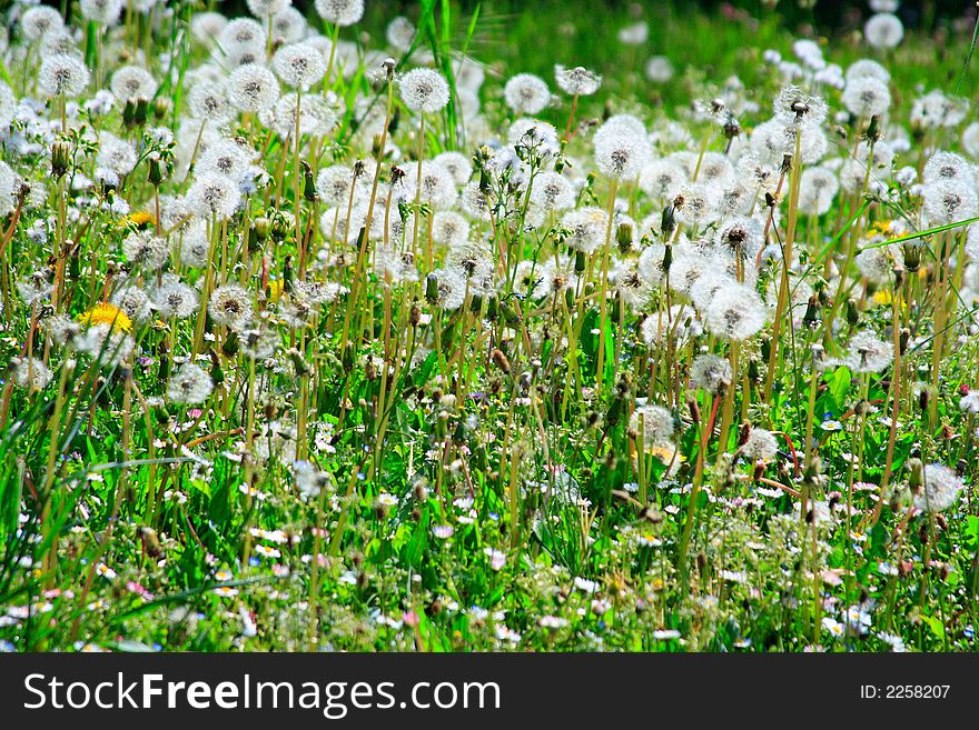 Dandelions in a meadow during the spring season