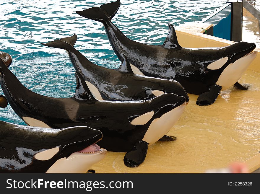 Killerwhales posing