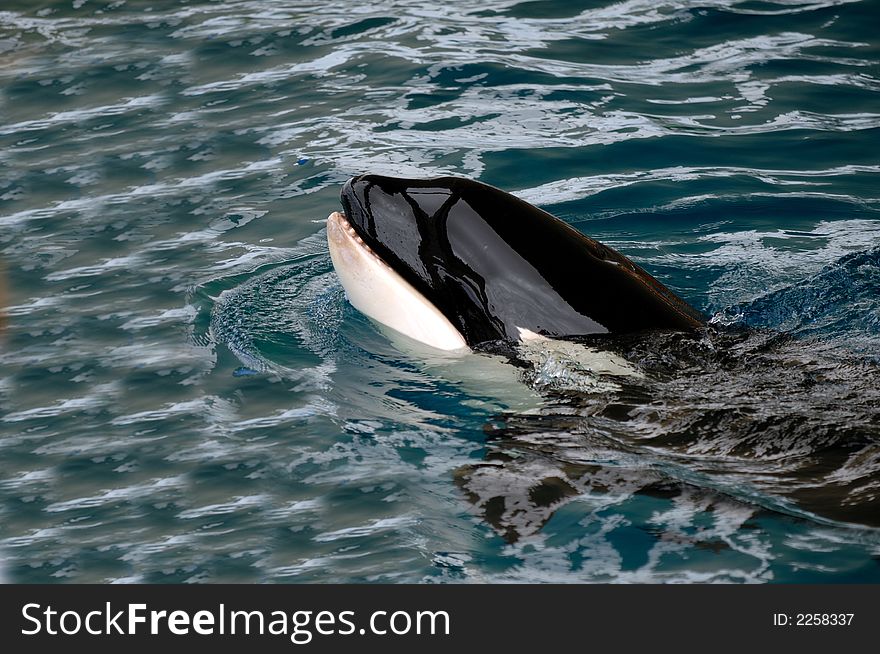 Killer whale in water