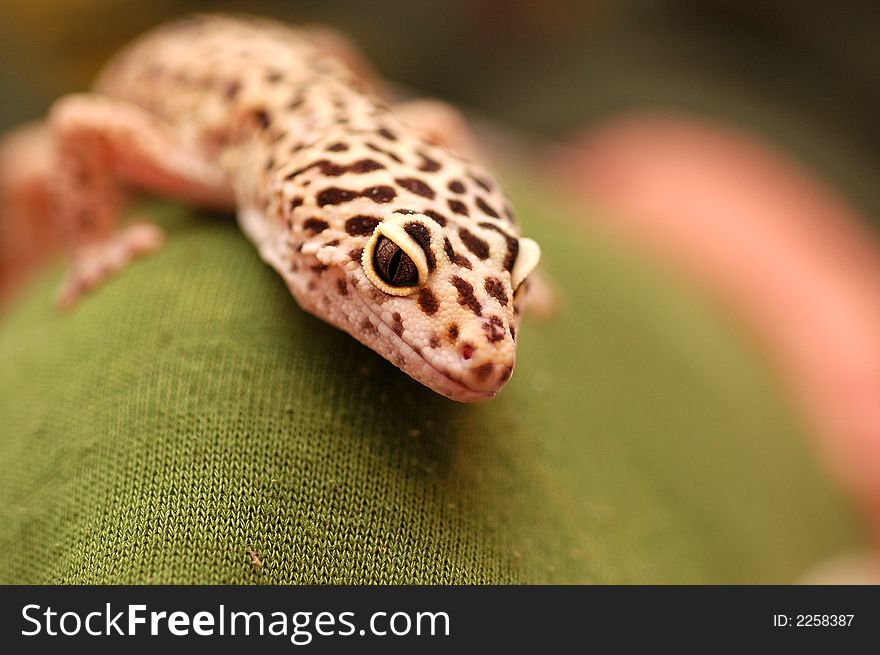 Pakistani gecko