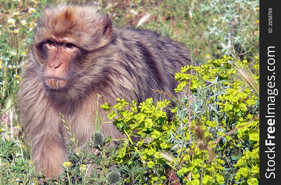 A male monkey in Morocco