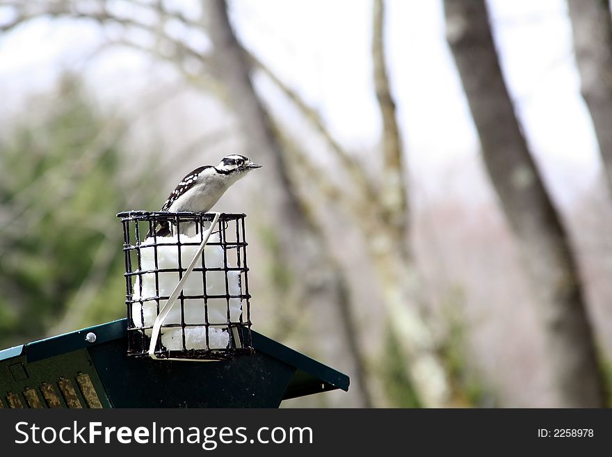 Female Downy Woodpecker enjoying suet from a bird feeder.