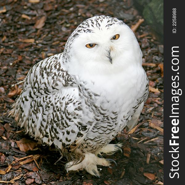 Portrait of Male Snow Owl. Portrait of Male Snow Owl