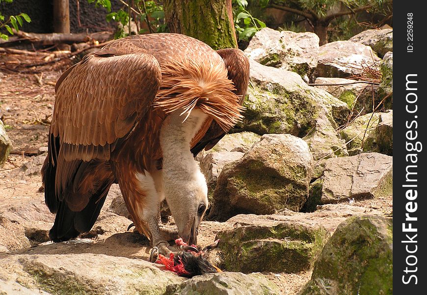 Vulture eating