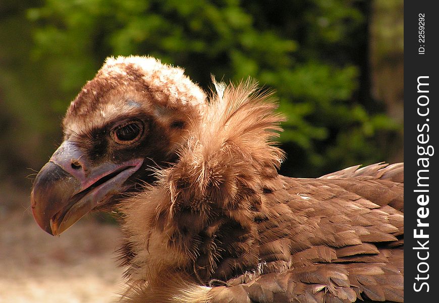 Vulture Portrait