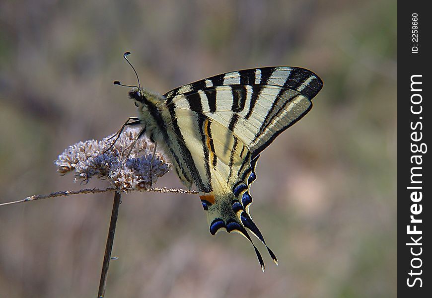 Big butterfly Iphiclides podalirius on wild flower