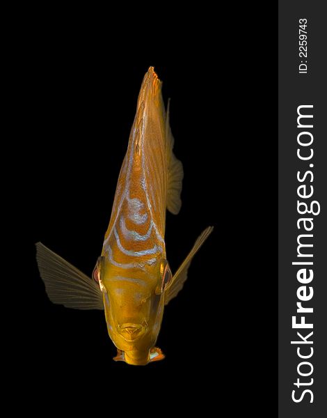Close-up of a beautiful fish on black background.(Symphysodon aequifasciata). Close-up of a beautiful fish on black background.(Symphysodon aequifasciata)
