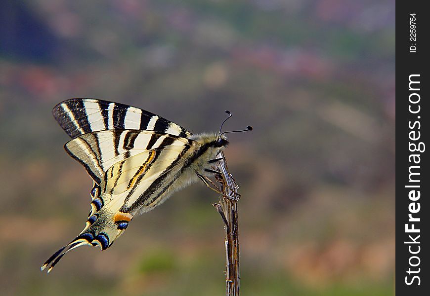 Butterfly lepidopteron