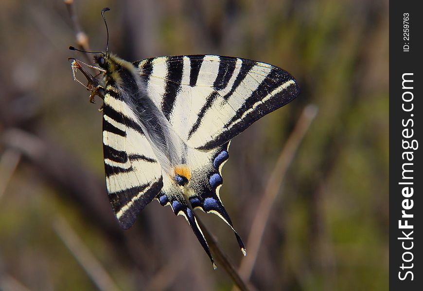 Butterfly lepidopteron