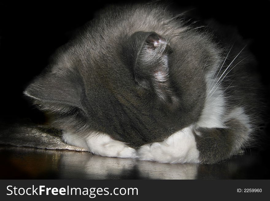 A cat covers his eyes while he sleeps. A cat covers his eyes while he sleeps.