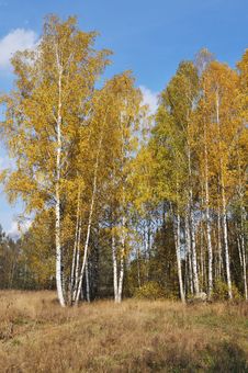 Autumn Birch Wood Royalty Free Stock Photography Autumn Birch Wood Royalty Free Stock Photography