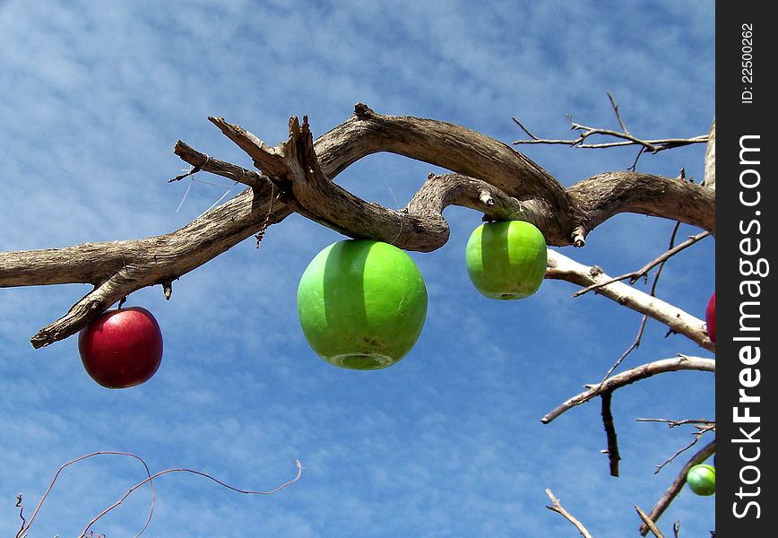 The dry branch with apples on the background of blue sky. The dry branch with apples on the background of blue sky