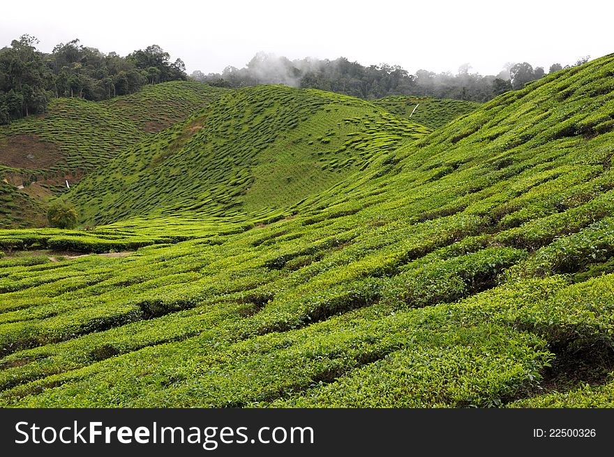 Tea plantation at the Cameron Highland, Malaysia. Tea plantation at the Cameron Highland, Malaysia