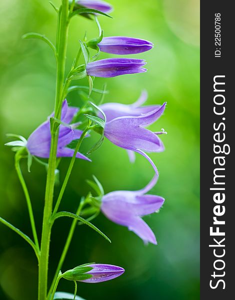 Campanula In The Garden