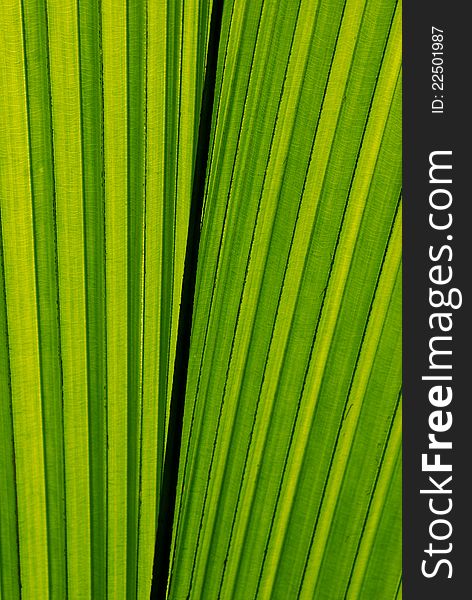 Abstract patterns on green palm frond. Abstract patterns on green palm frond