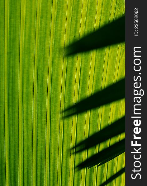 Abstract shadow patterns on green palm frond. Abstract shadow patterns on green palm frond