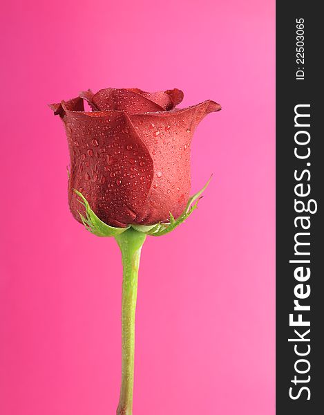 A pretty red rose with dew drops against a romantic pink background