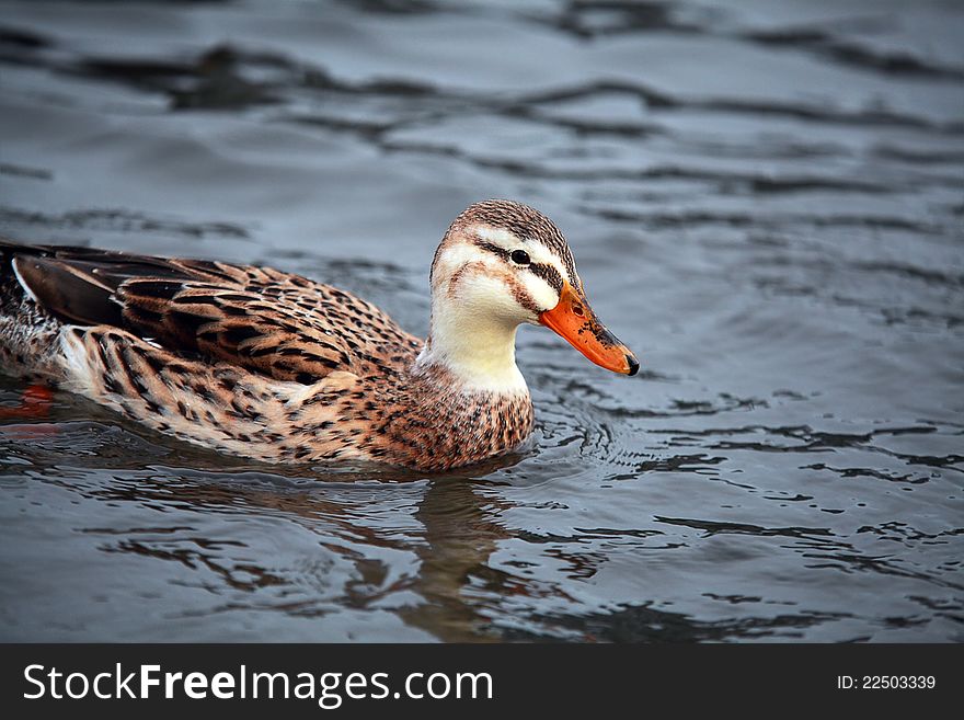 Wild duck female on the water