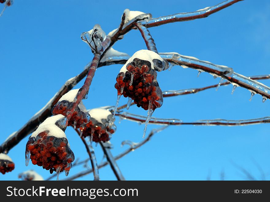 Sun sparkled the tree branch in ice with red berry