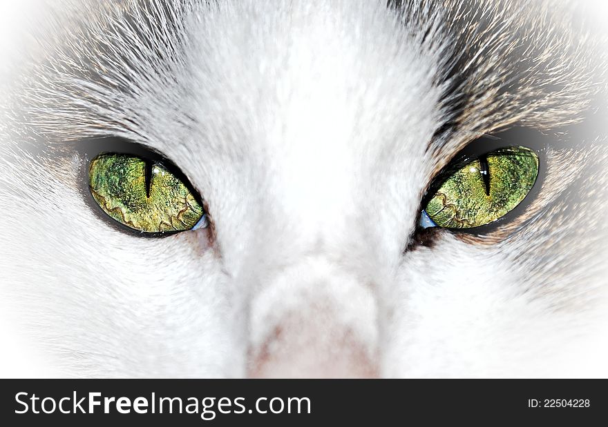 Green eyed cat close up - home pet