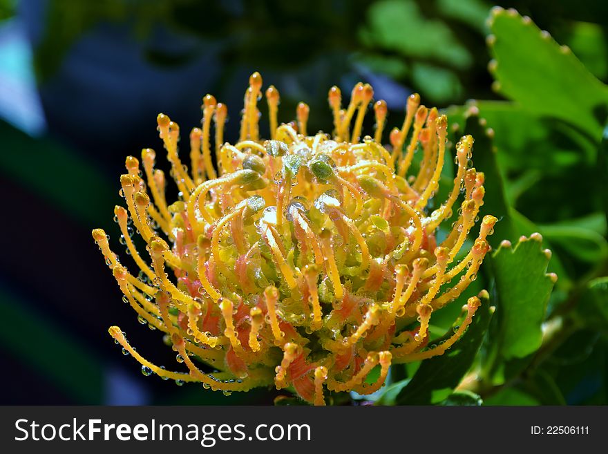 common pincushion blossom