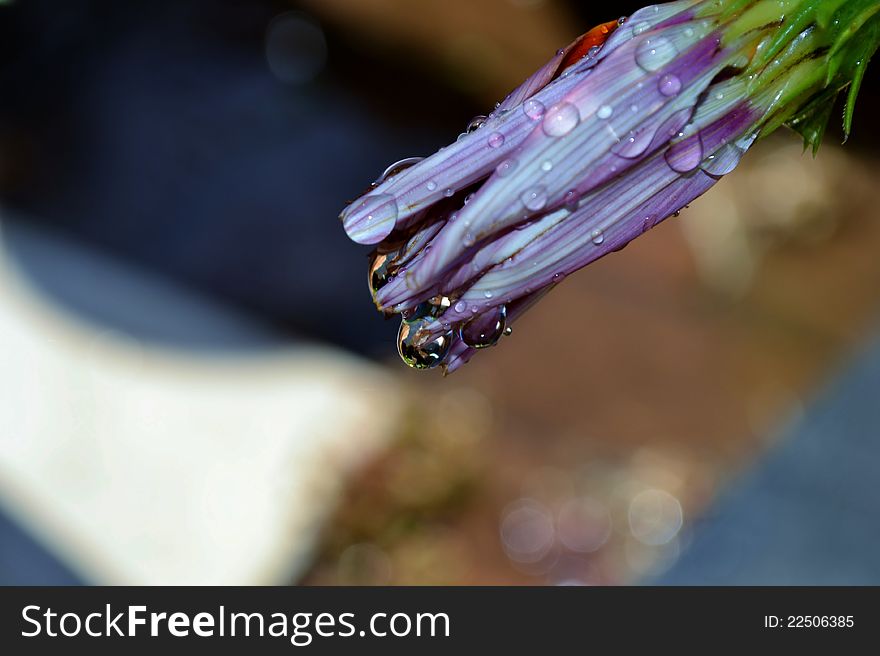 Macro of flower with water drops in bright sunlight