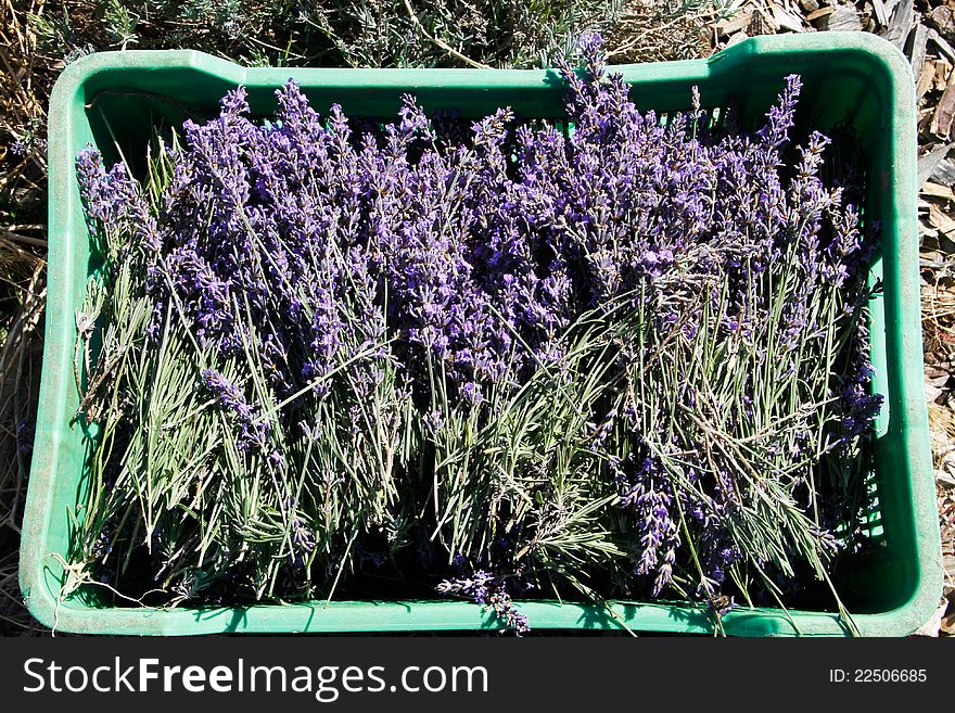 Organically grown english lavender flower plants harvested to be used in essential oils distillation. Organically grown english lavender flower plants harvested to be used in essential oils distillation