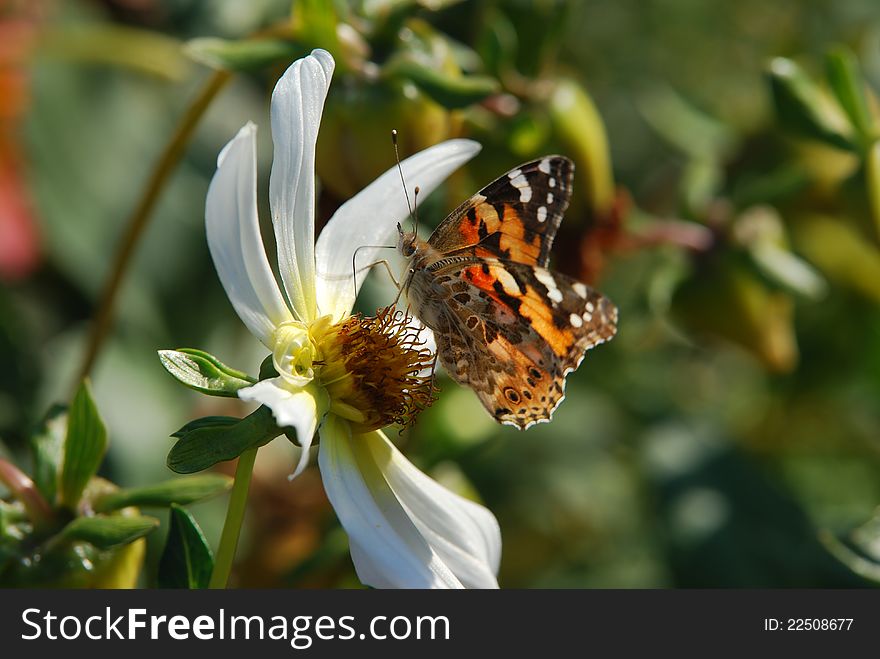 Vanessa cardui is a well-known colourful butterfly, known as the Painted Lady, or in North America as the Cosmopolitan