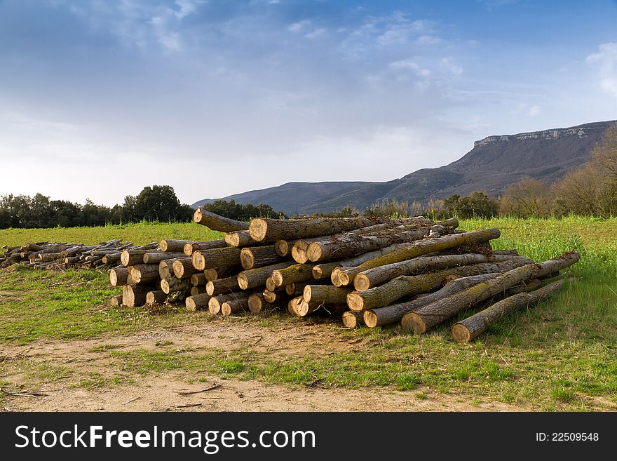 Rural Scene, oak trees cut for firewood. Cogolls, Barcelona Spain