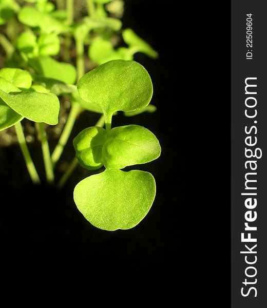 Basil plants growing in soil on a black background