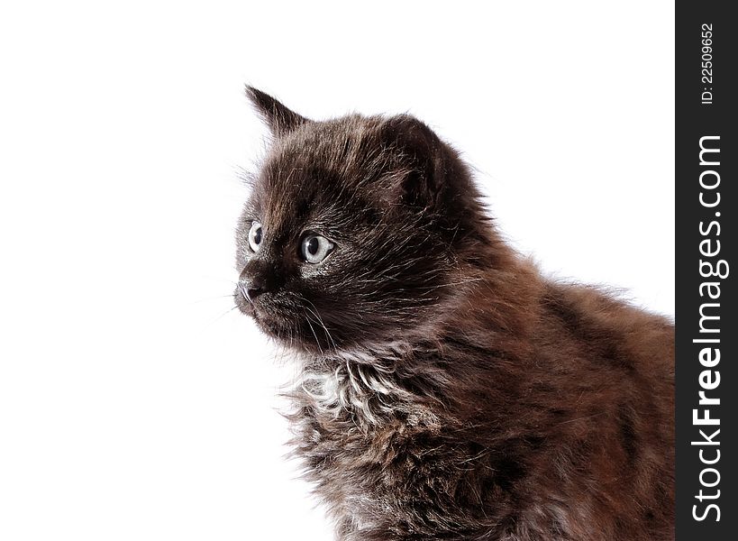 Black kitten on white surface. Black kitten on white surface.