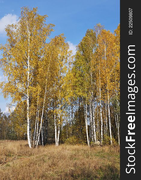 Yellow birch trees on sunny autumn day. Yellow birch trees on sunny autumn day