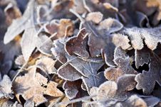 Frost Covered Oak Leaves Royalty Free Stock Photography Frost Covered Oak Leaves Royalty Free Stock Photography