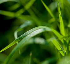 Green Grass And Dew Royalty Free Stock Images