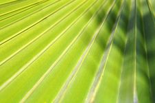 Palm Leaf Background Royalty Free Stock Images