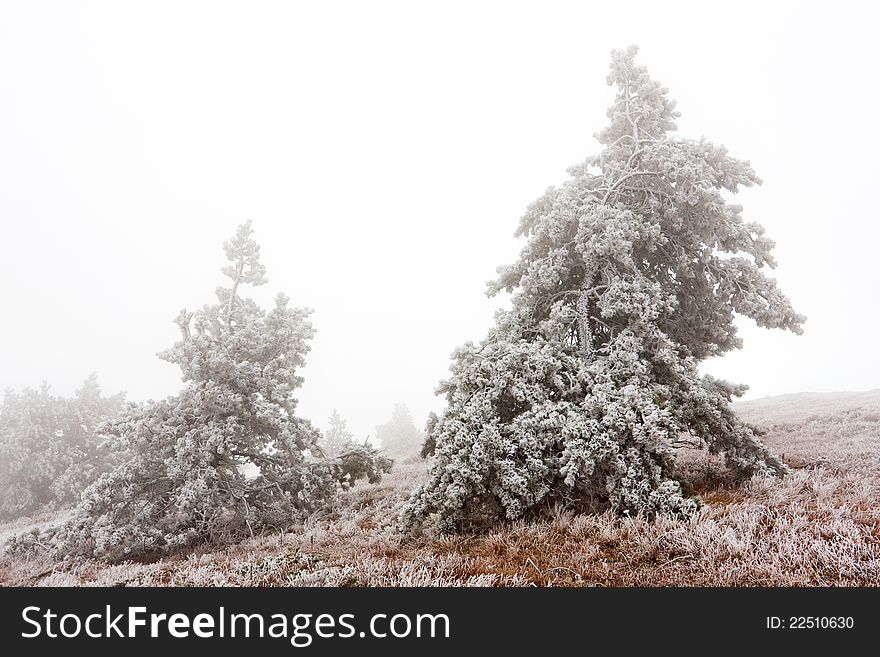 Pines in mist