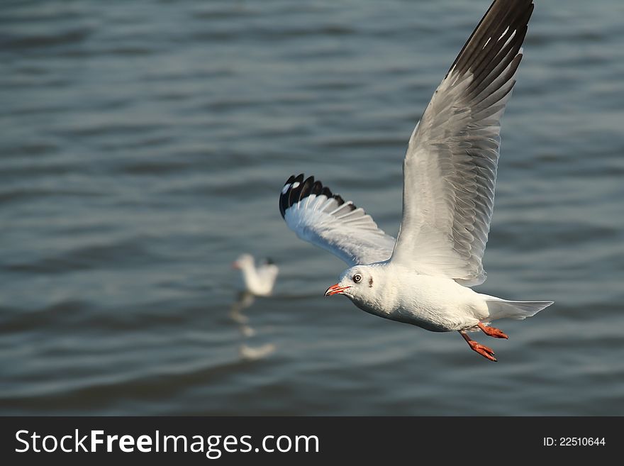 Seagull flying on the sea .