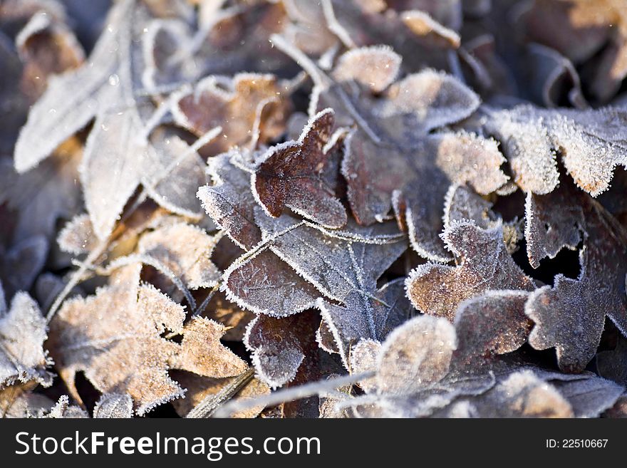Oak leaves on the ground covered in heavy frost. Oak leaves on the ground covered in heavy frost