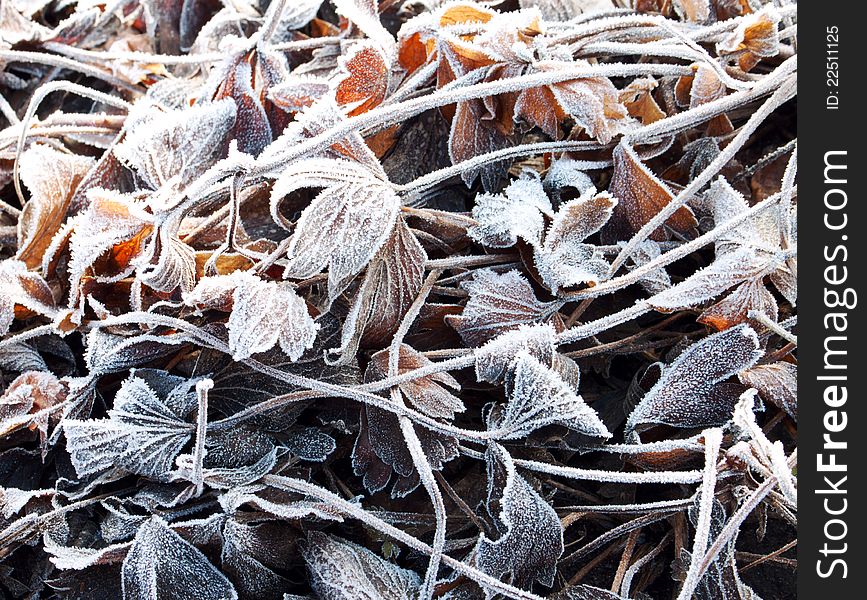The anemone leaves covered with a frost