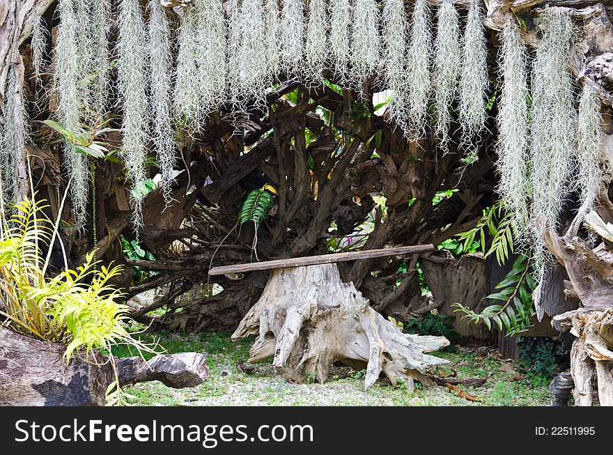 Tables made ​​from tree roots. The roof is covered with tree roots.