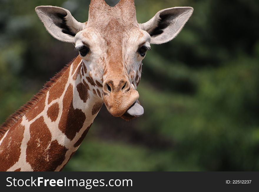 Giraffe Head With Visible Tongue