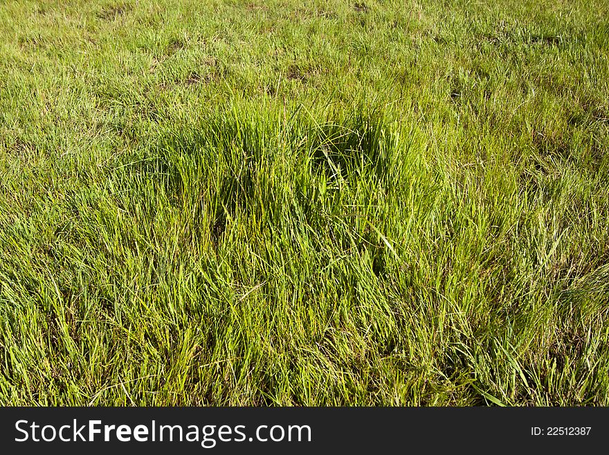 Closeup of weeds in grassland in China