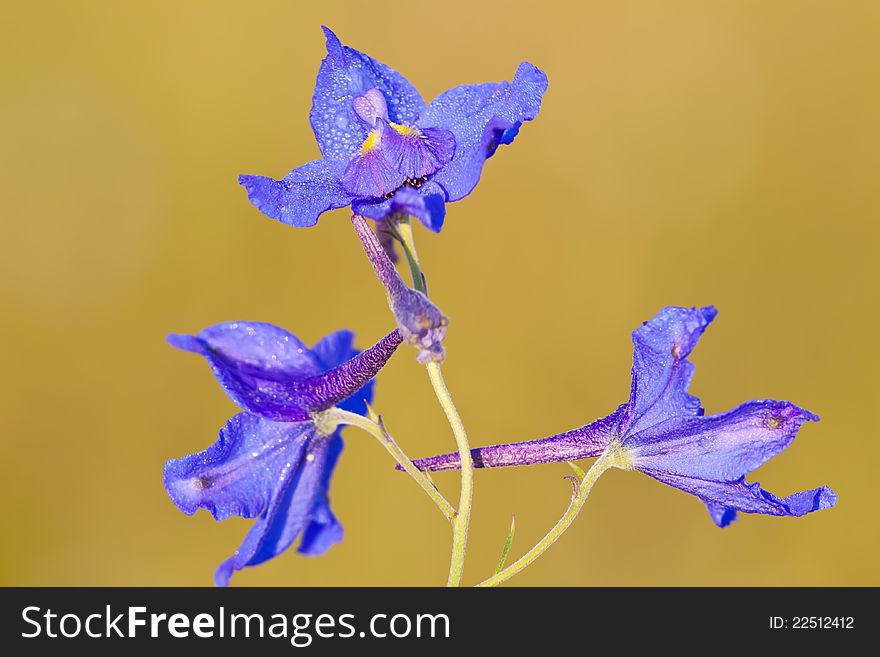 Closeup of wild flowers in grassland in China